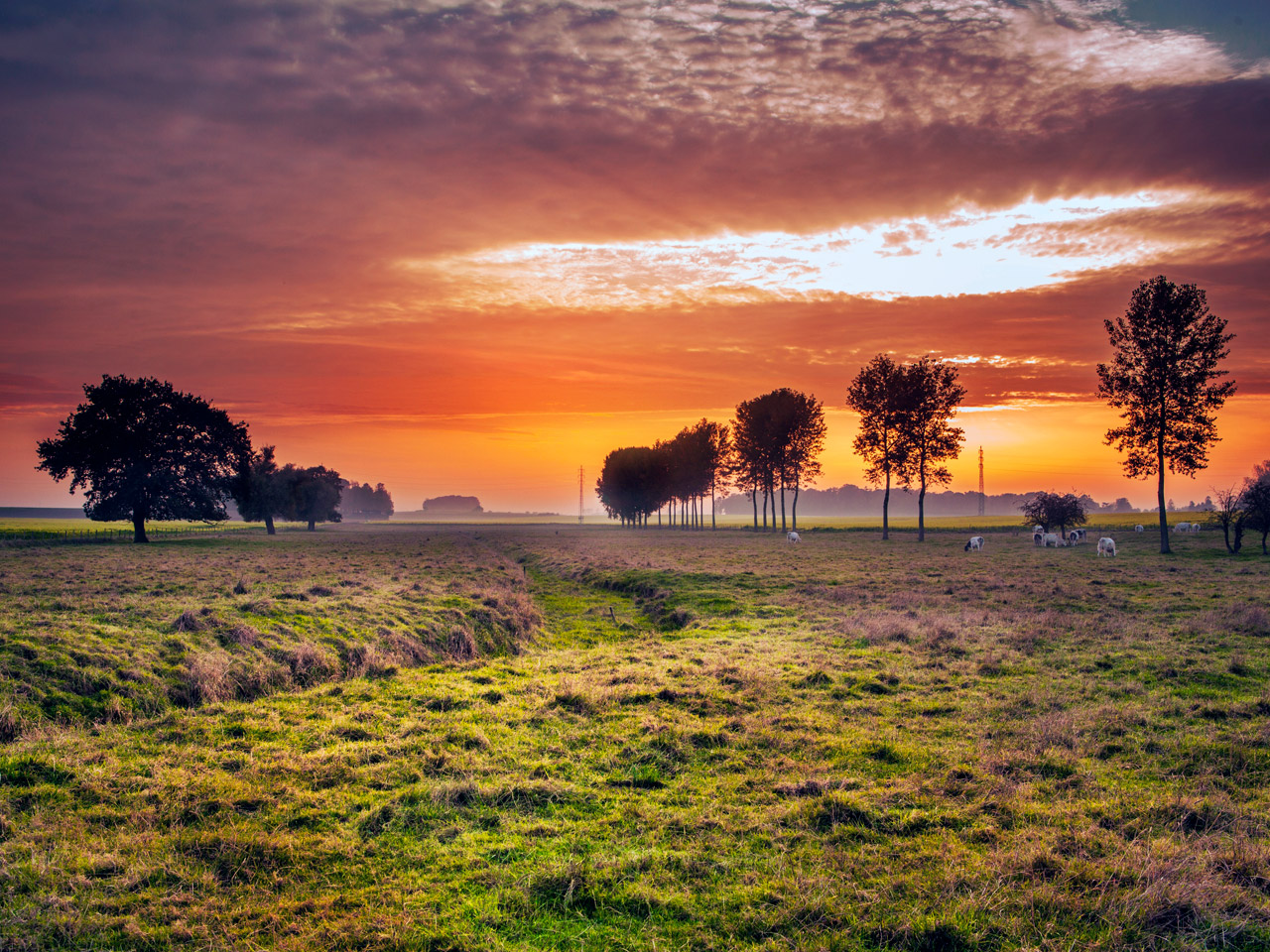 鲸鱼加速器Android版